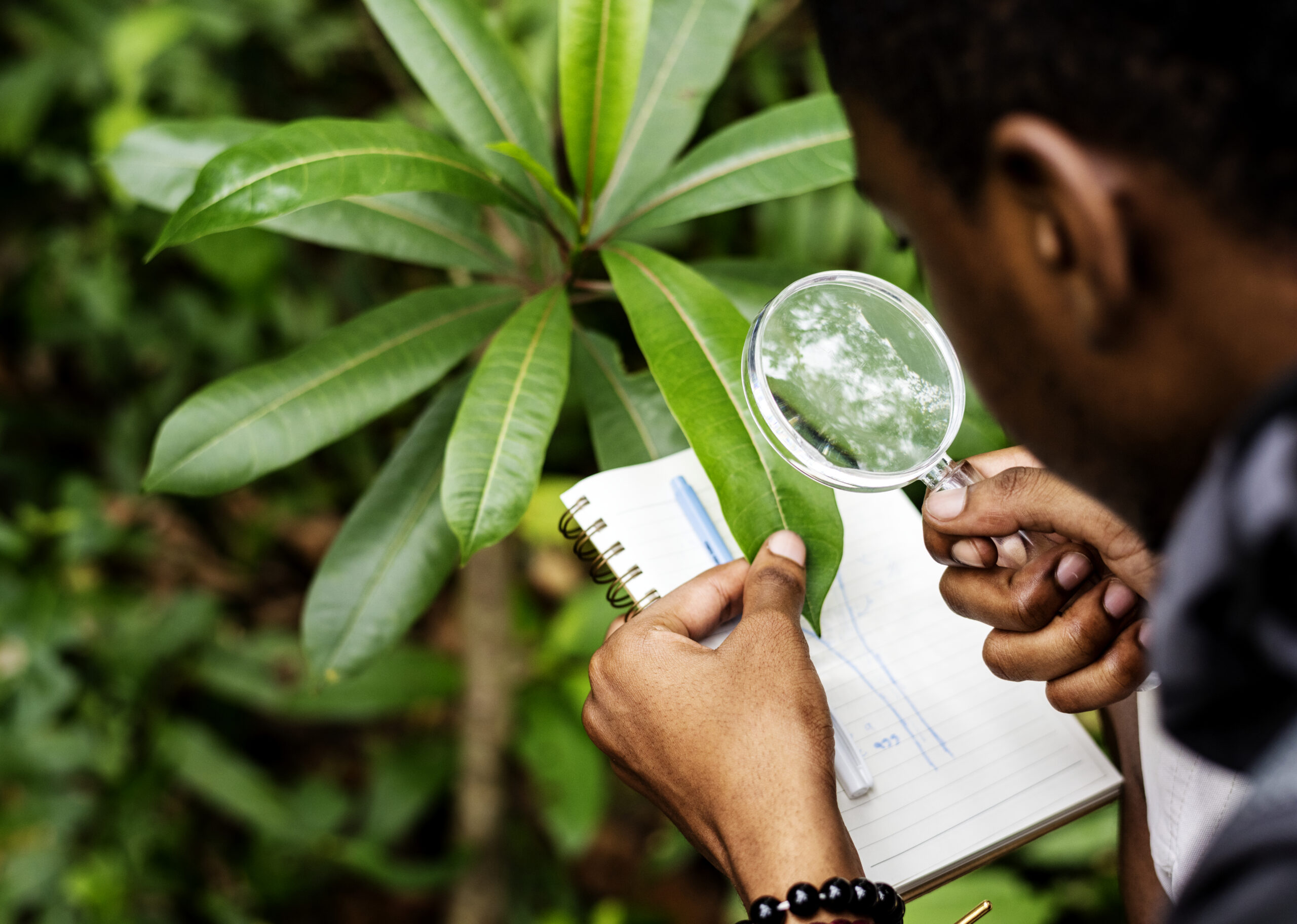 identificação de plantas